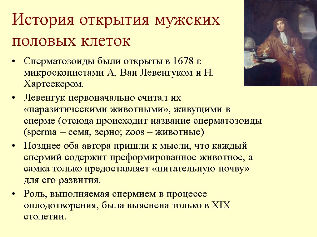 История открытия мужских половых клеток Сперматозоиды были открыты в 1678 г. микроскопистами А. Ван
